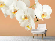 Fotótapéták White Orchid Flowers