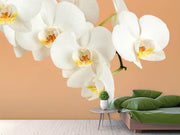 Fotótapéták White Orchid Flowers