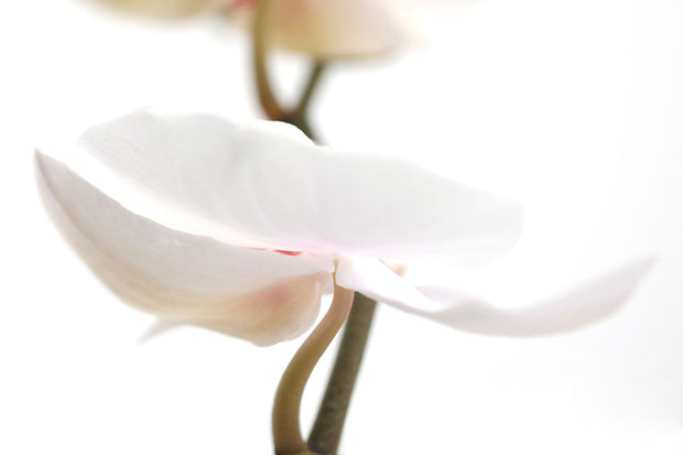 Fotótapéták XXL Orchid Flower