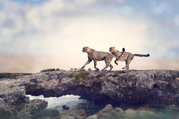Fotótapéták Two Cheetahs