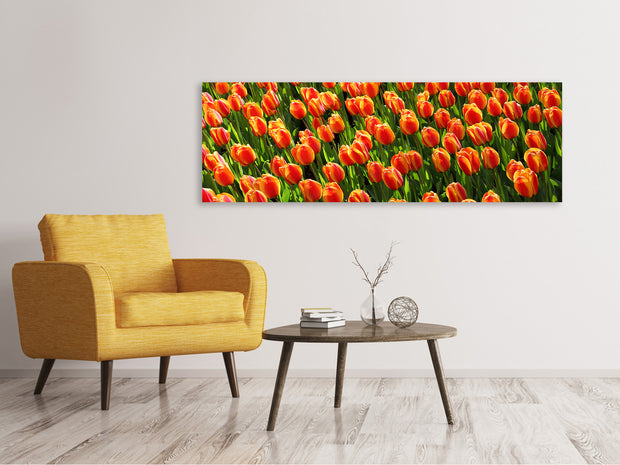 Panorámás Vászonképek Tulip field in orange