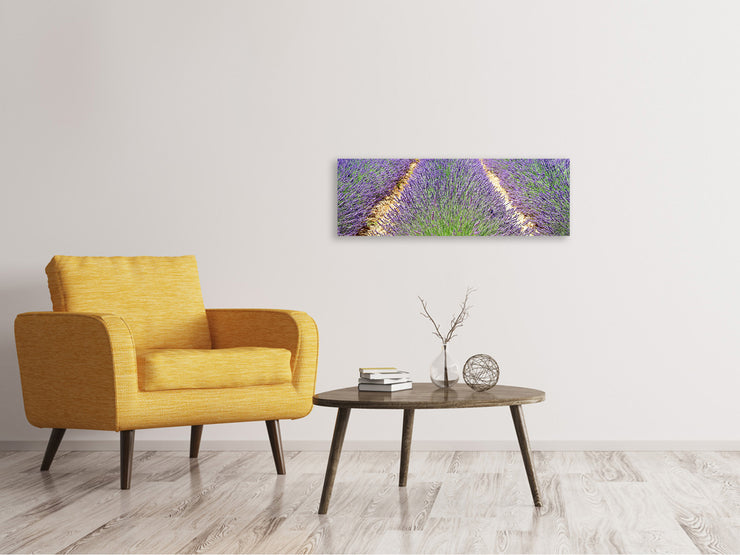 Panorámás Vászonképek The lavender field