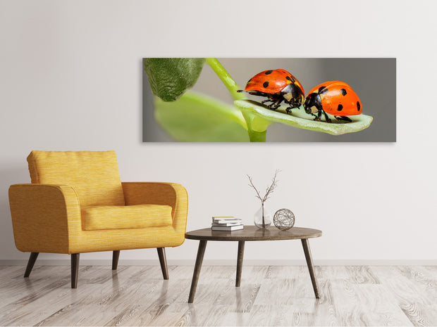 Panorámás Vászonképek 2 ladybirds