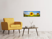 Panorámás Vászonképek Summer Sunflowers