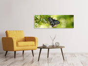 Panorámás Vászonképek Papilio Butterfly XXL