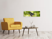 Panorámás Vászonképek Papilio Butterfly XXL