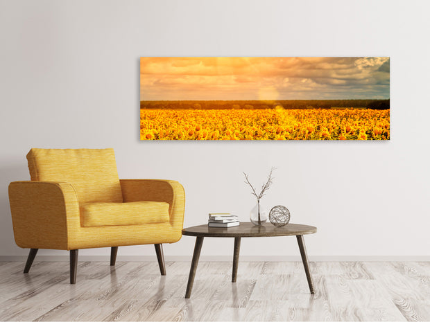 Panorámás Vászonképek Golden Light Sunflower