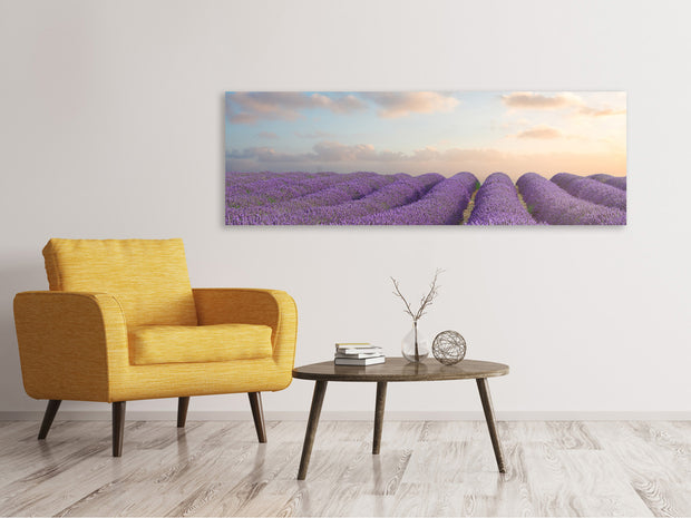 Panorámás Vászonképek The Blooming Lavender Field