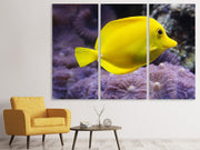 3 darab Vászonképek The lemon-doctor fish