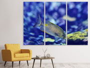 3 darab Vászonképek A fish in the aquarium