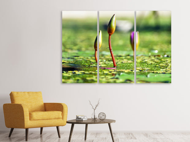 3 darab Vászonképek Water lilies in XL