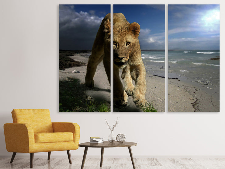 3 darab Vászonképek A lioness on the beach