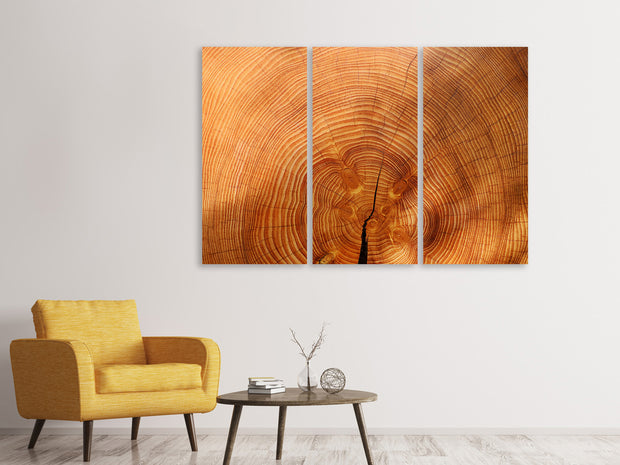 3 darab Vászonképek tree rings