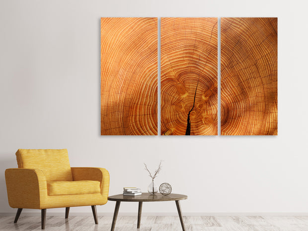 3 darab Vászonképek tree rings