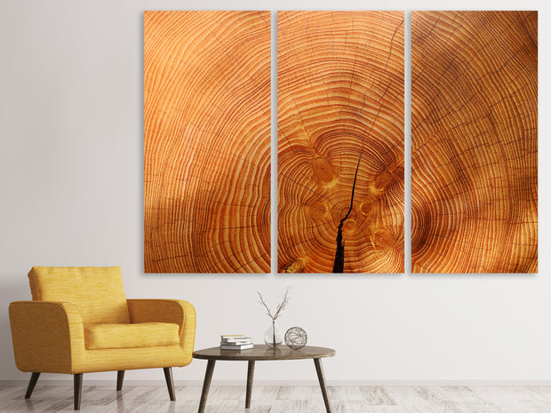 3 darab Vászonképek tree rings