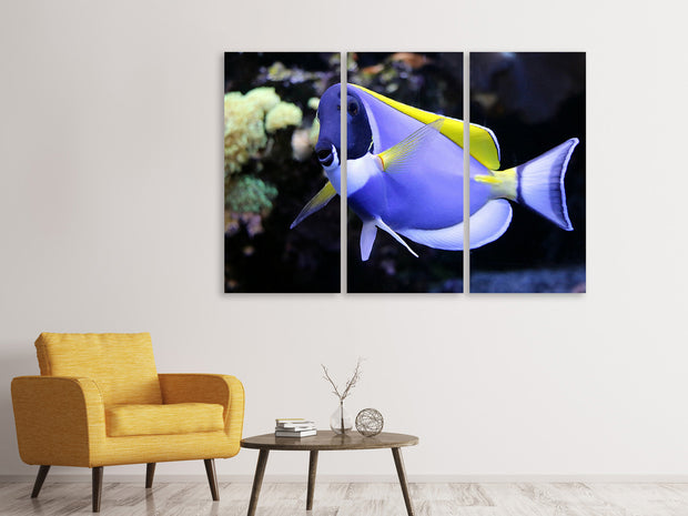 3 darab Vászonképek The Weisskehl doctorfish fish