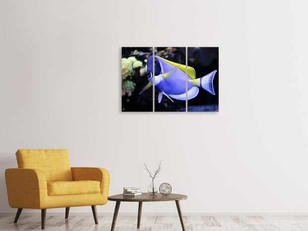 3 darab Vászonképek The Weisskehl doctorfish fish