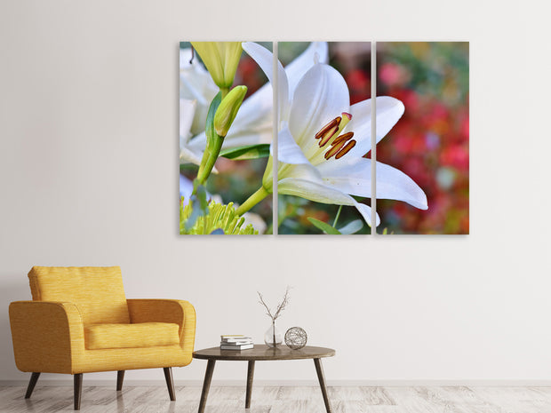 3 darab Vászonképek Magnificent lily in white