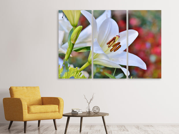 3 darab Vászonképek Magnificent lily in white