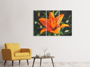 3 darab Vászonképek Lilies blossom in orange XL