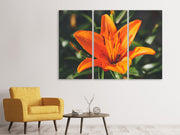 3 darab Vászonképek Lilies blossom in orange XL