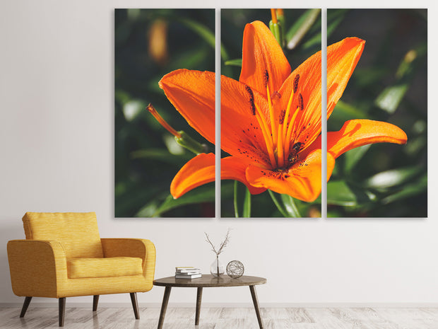 3 darab Vászonképek Lilies blossom in orange XL