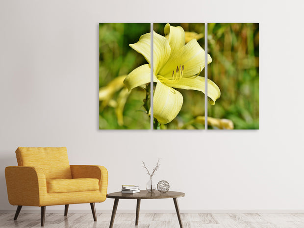 3 darab Vászonképek Lilies blossom in yellow