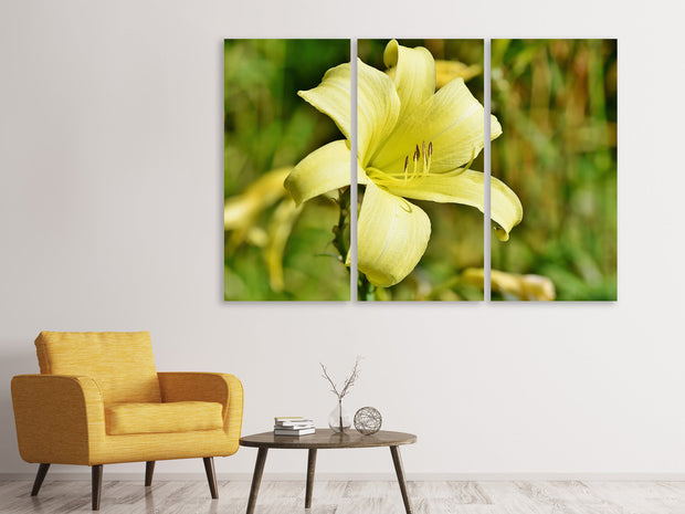 3 darab Vászonképek Lilies blossom in yellow