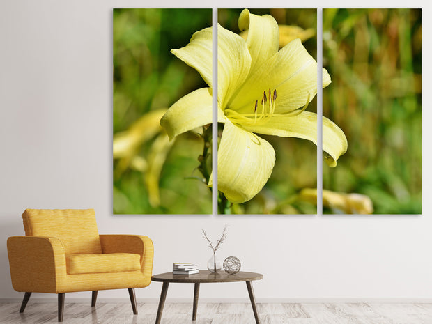 3 darab Vászonképek Lilies blossom in yellow