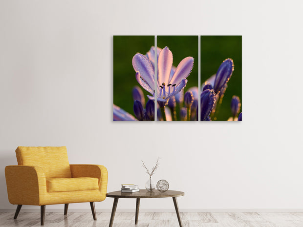 3 darab Vászonképek Ornamental lilies with morning dew