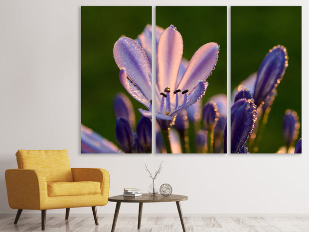 3 darab Vászonképek Ornamental lilies with morning dew