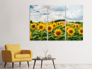 3 darab Vászonképek Landscape with sunflowers