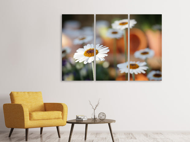 3 darab Vászonképek Daisies XL