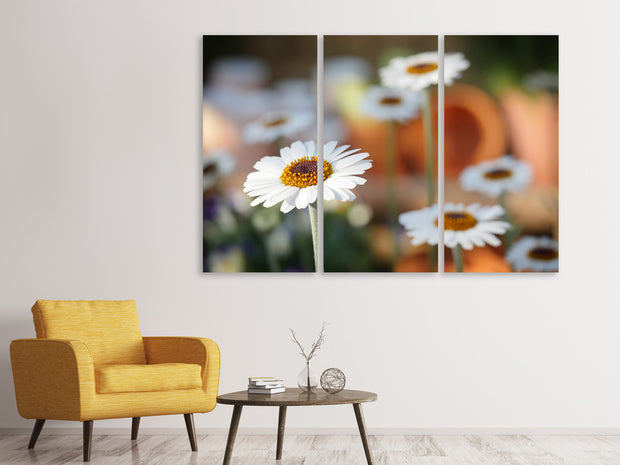 3 darab Vászonképek Daisies XL