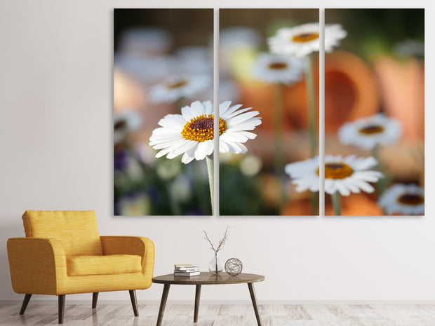 3 darab Vászonképek Daisies XL