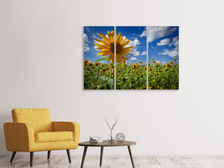 3 darab Vászonképek A sunflower among many