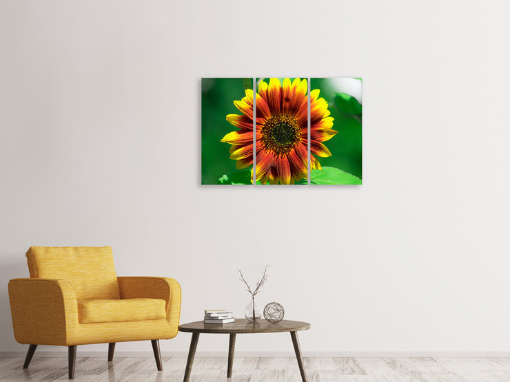 3 darab Vászonképek Colorful sunflower