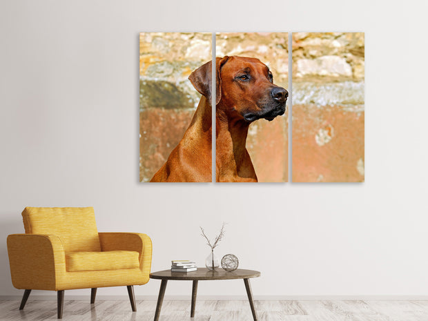 3 darab Vászonképek Watchful Rhodesian Ridgeback