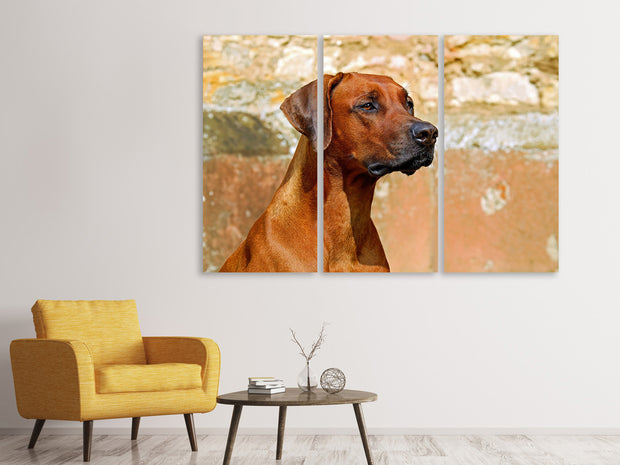 3 darab Vászonképek Watchful Rhodesian Ridgeback