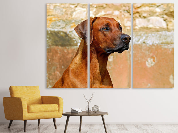 3 darab Vászonképek Watchful Rhodesian Ridgeback