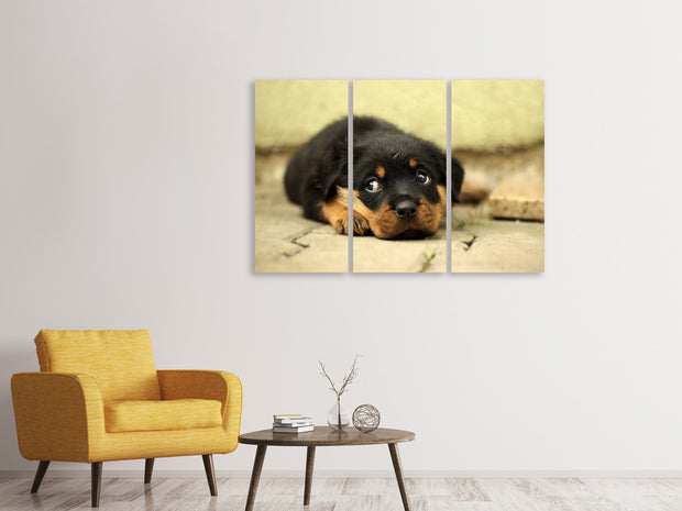 3 darab Vászonképek Sweet Rottweiler puppy