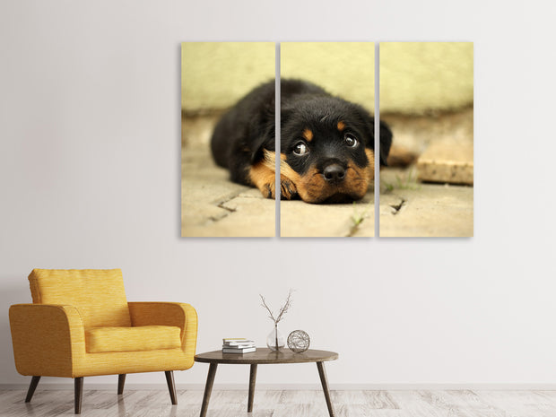 3 darab Vászonképek Sweet Rottweiler puppy