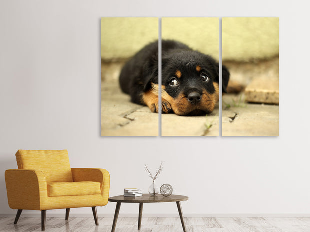 3 darab Vászonképek Sweet Rottweiler puppy