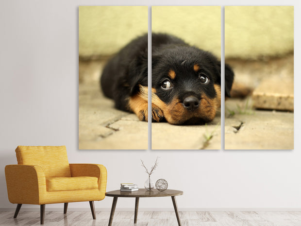 3 darab Vászonképek Sweet Rottweiler puppy