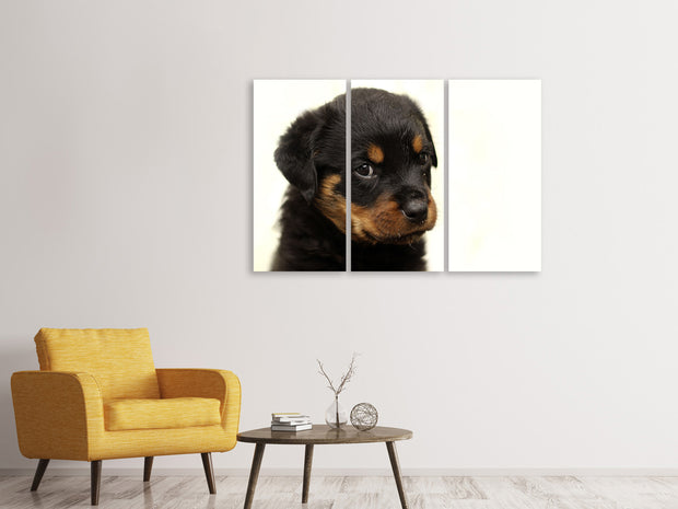 3 darab Vászonképek Rottweiler puppy to fall in love