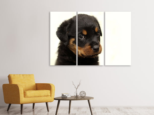 3 darab Vászonképek Rottweiler puppy to fall in love