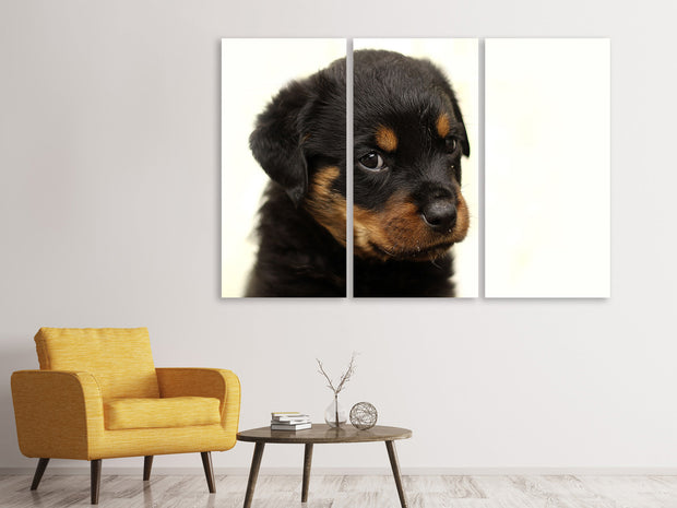 3 darab Vászonképek Rottweiler puppy to fall in love