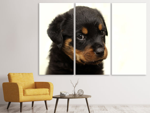 3 darab Vászonképek Rottweiler puppy to fall in love