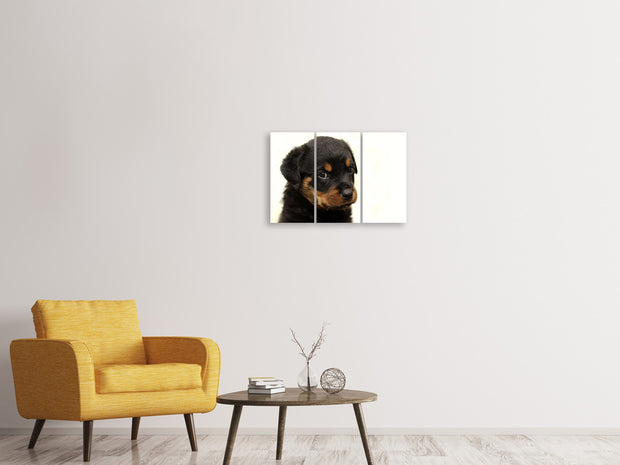 3 darab Vászonképek Rottweiler puppy to fall in love