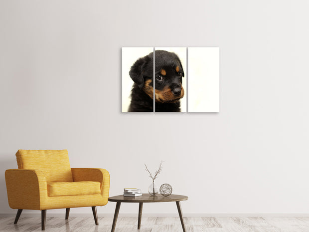 3 darab Vászonképek Rottweiler puppy to fall in love